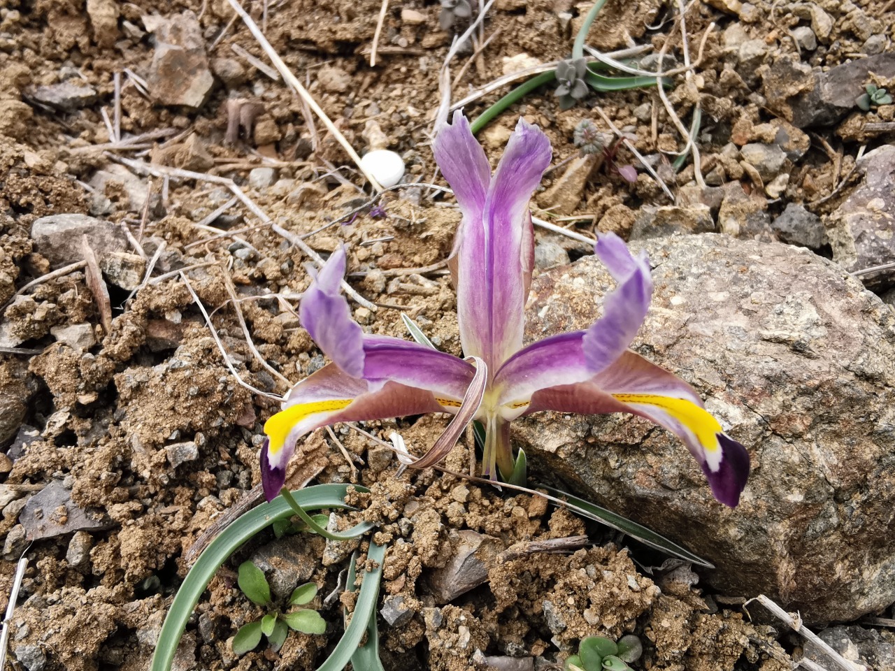 Iris galatica