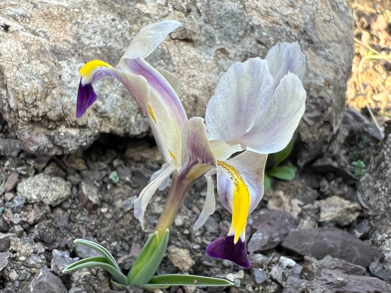 Iris galatica