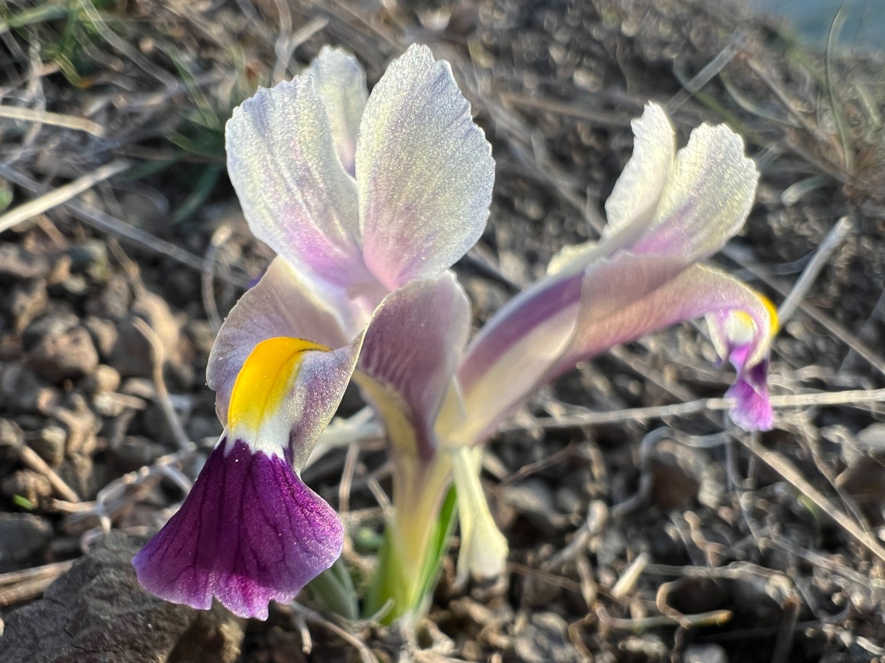 Iris galatica