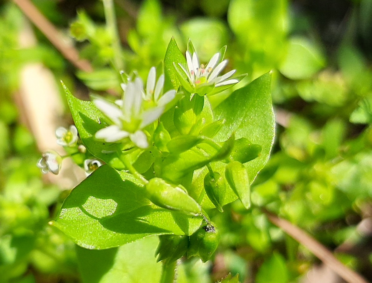 Stellaria media