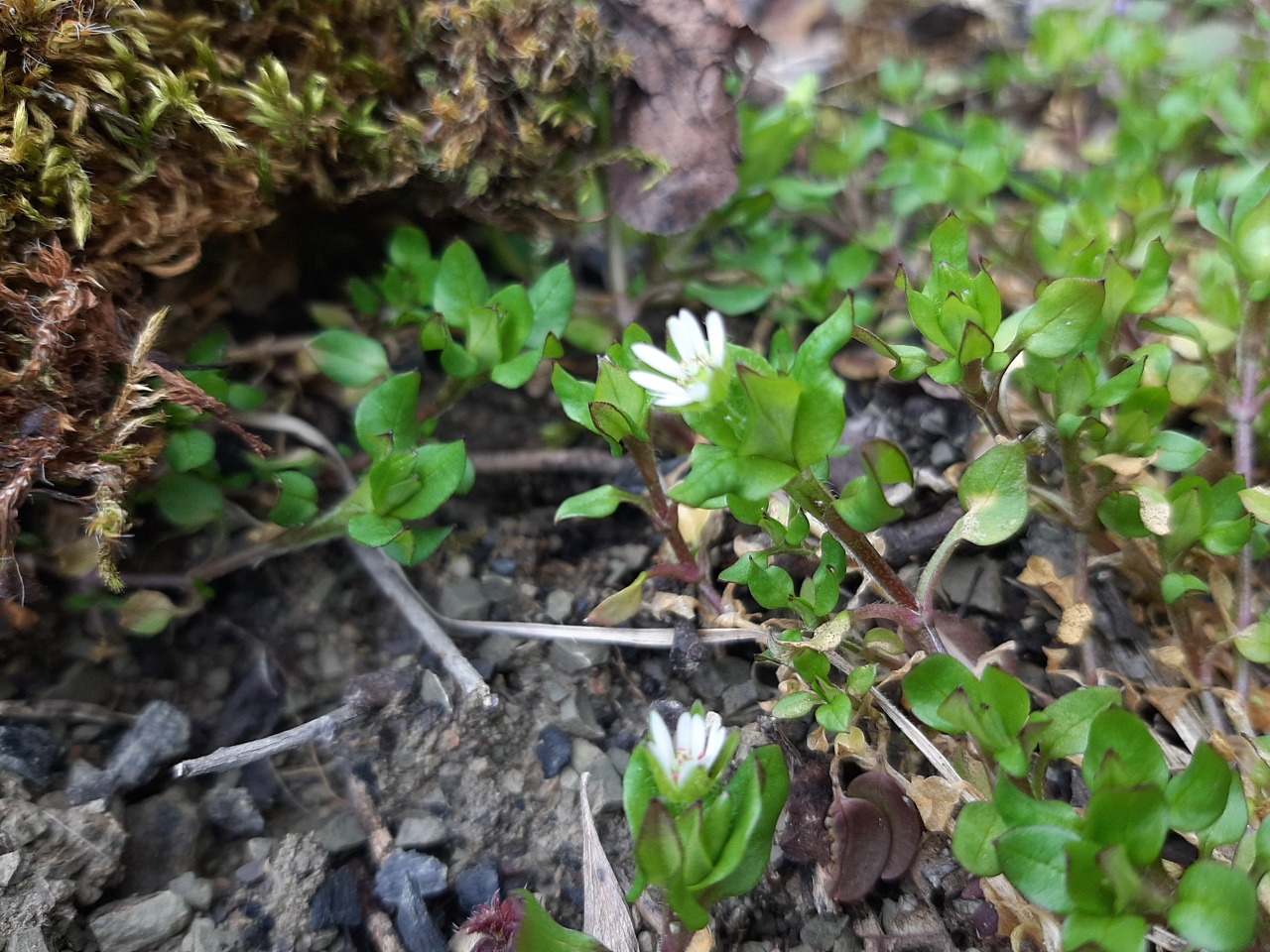 Stellaria media