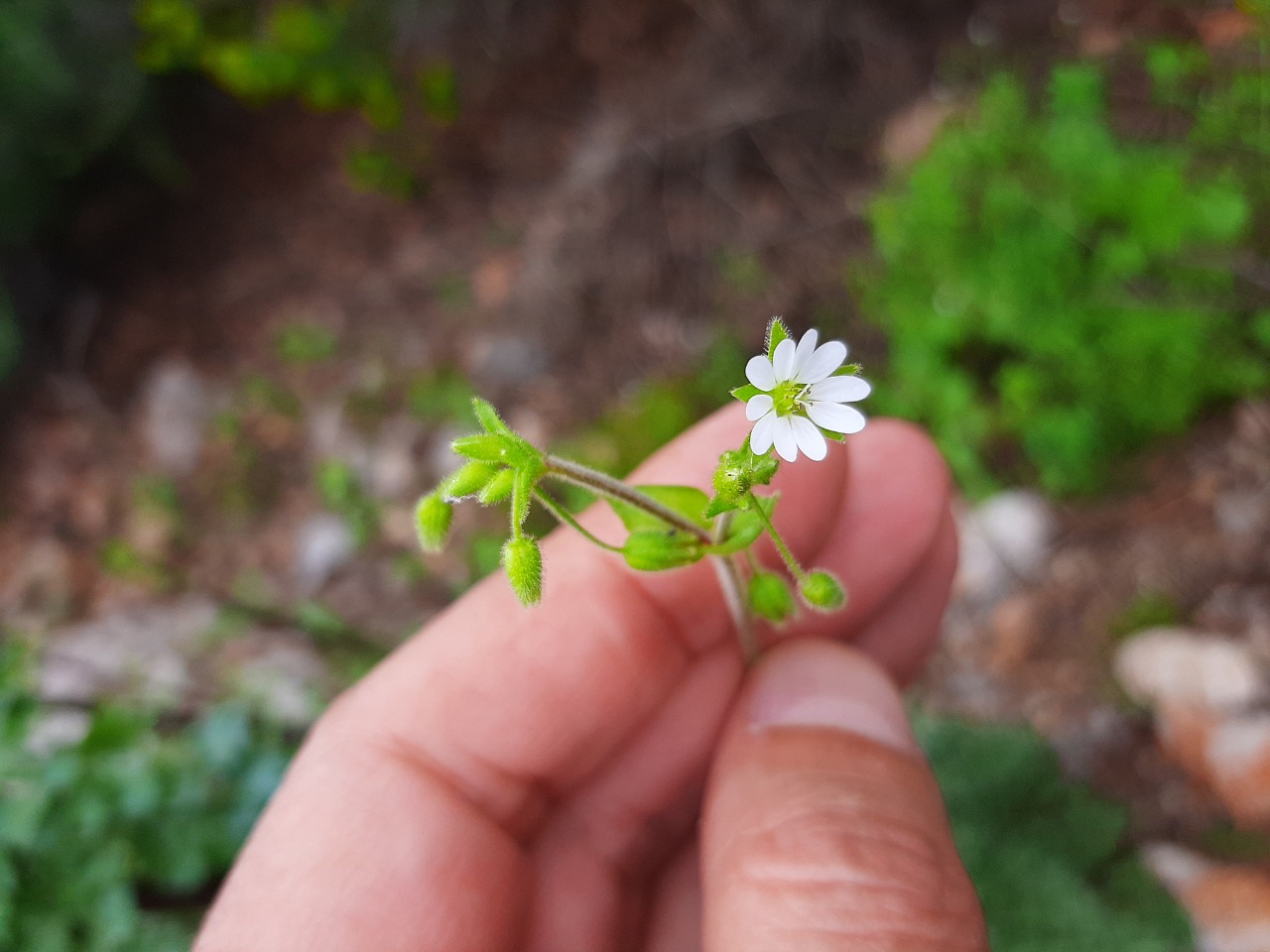 Stellaria media