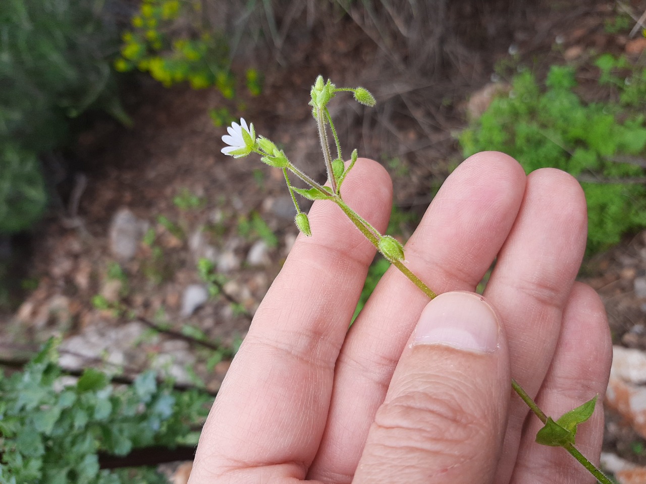 Stellaria media