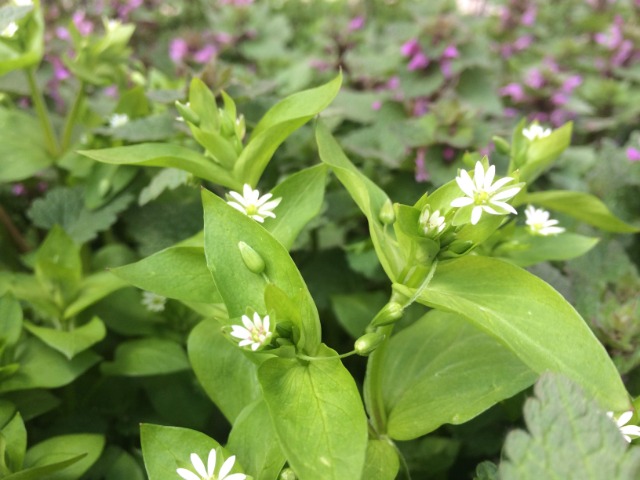 Stellaria media