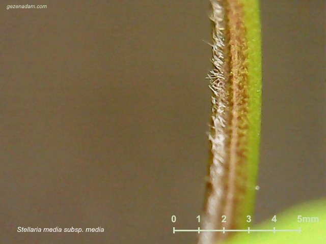 Stellaria media