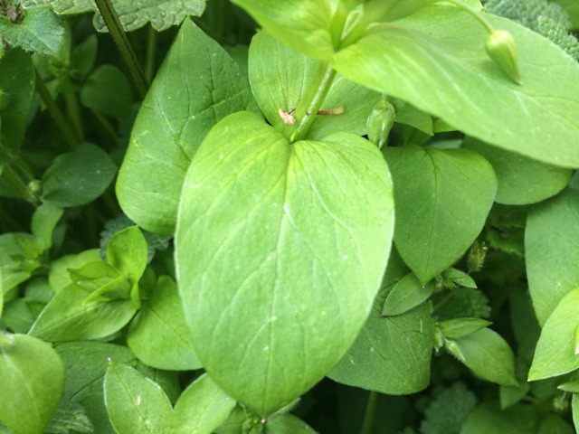Stellaria media