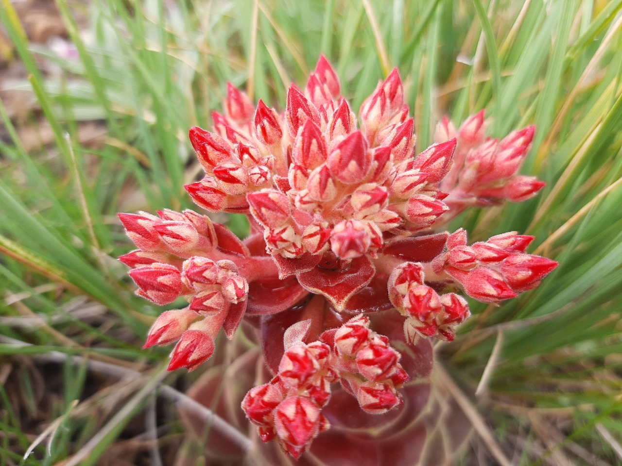 Prometheum sempervivoides