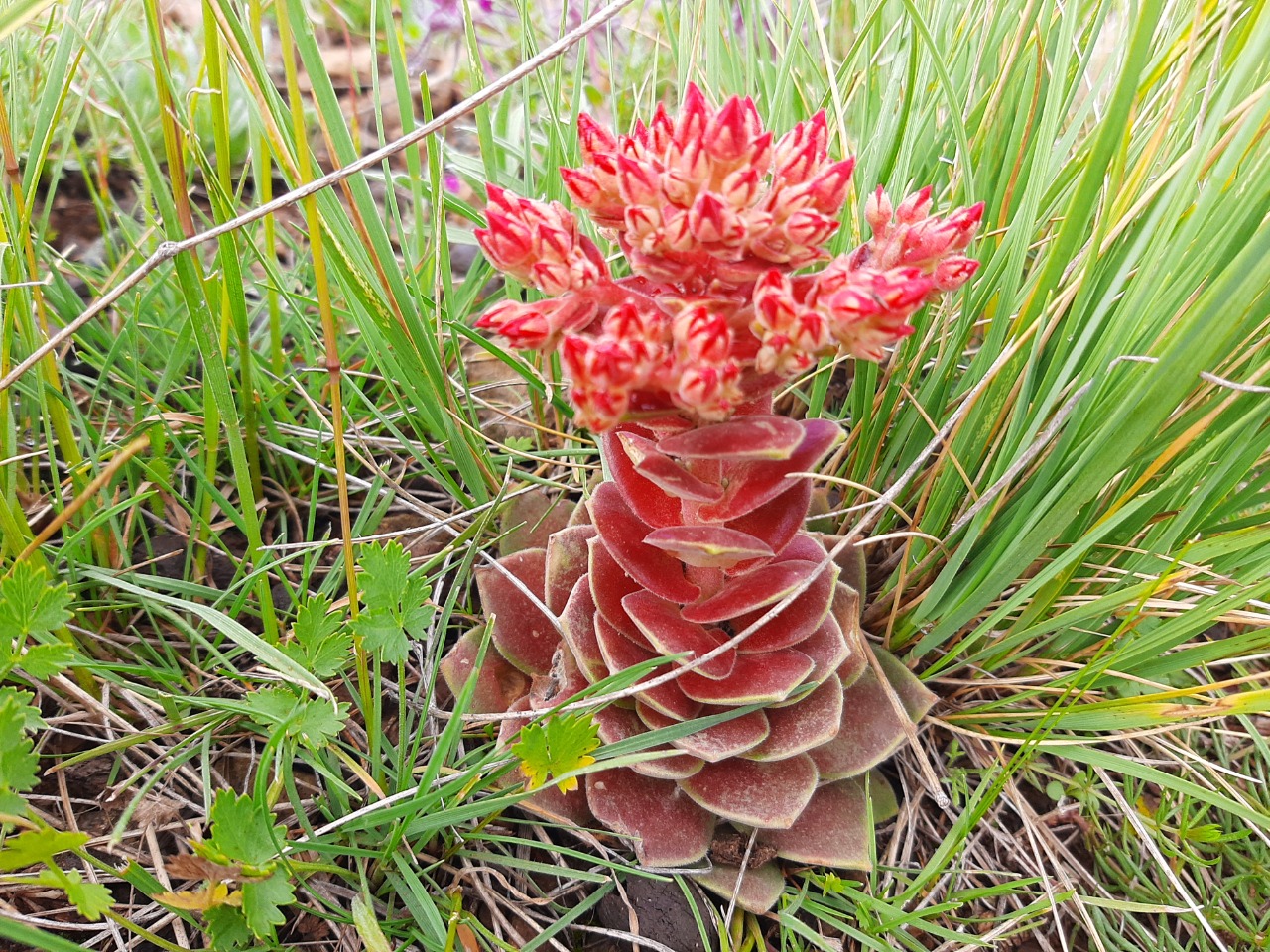 Prometheum sempervivoides