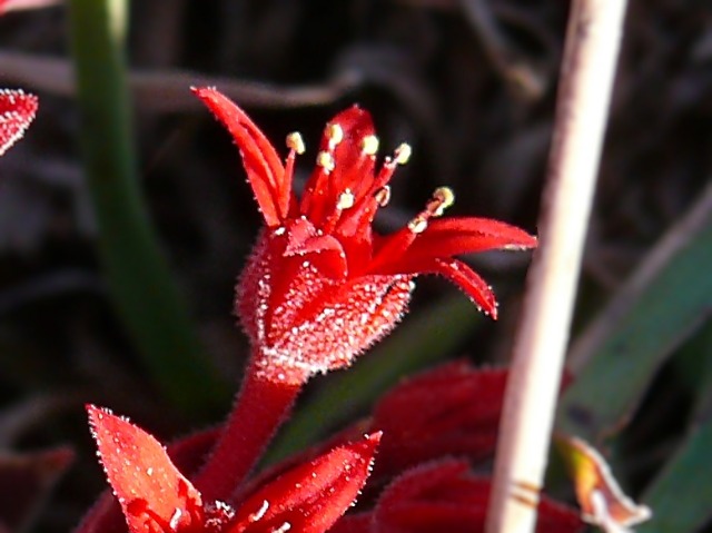 Prometheum sempervivoides