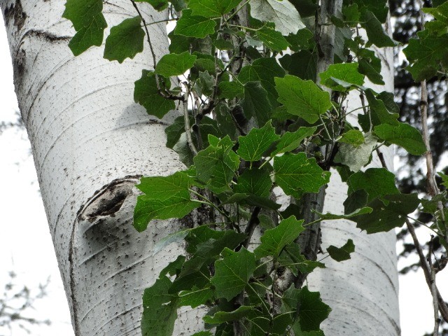 Populus alba