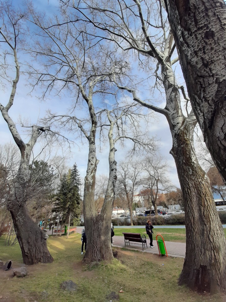 Populus alba