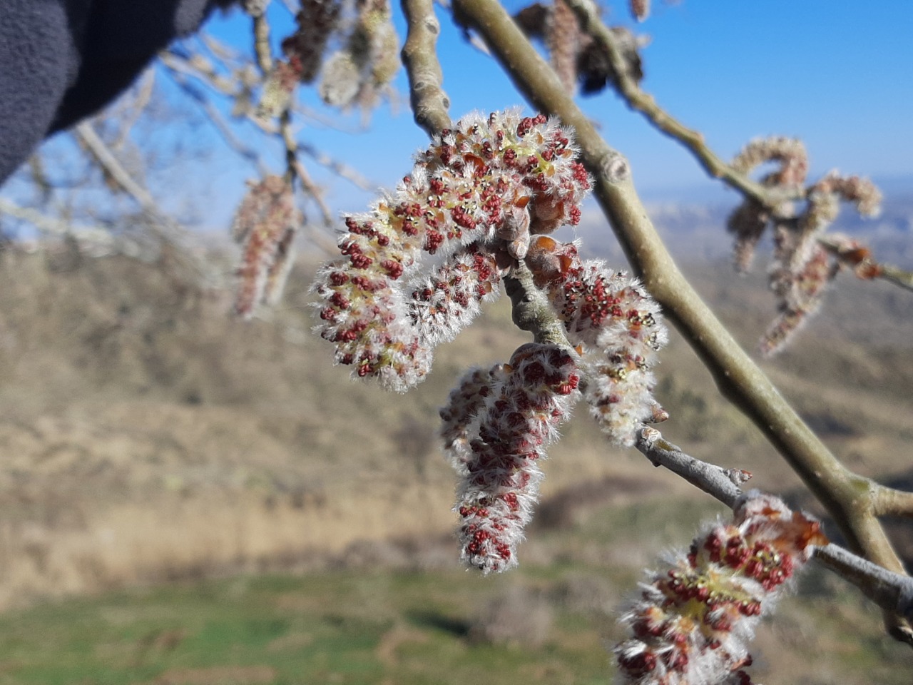 Populus alba