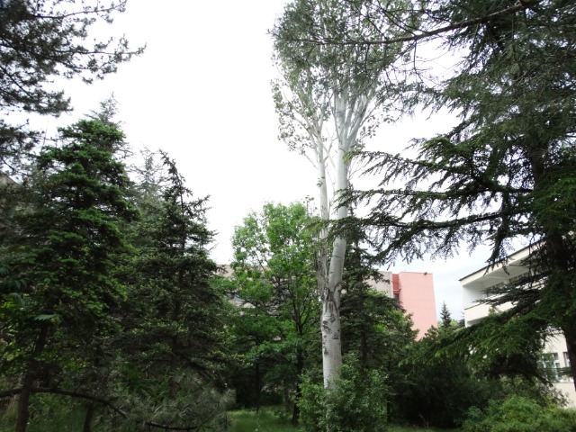 Populus alba