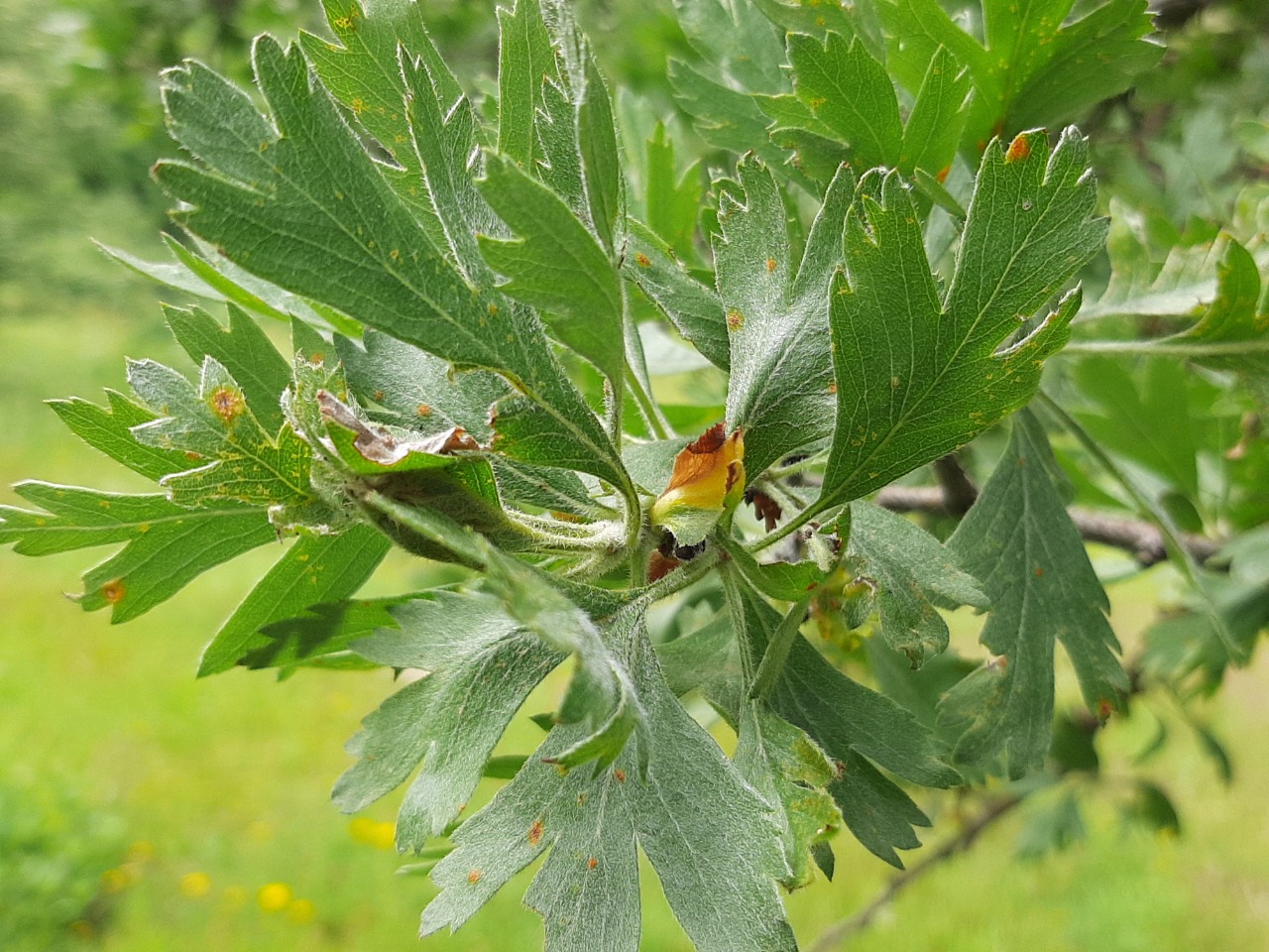 Crataegus orientalis