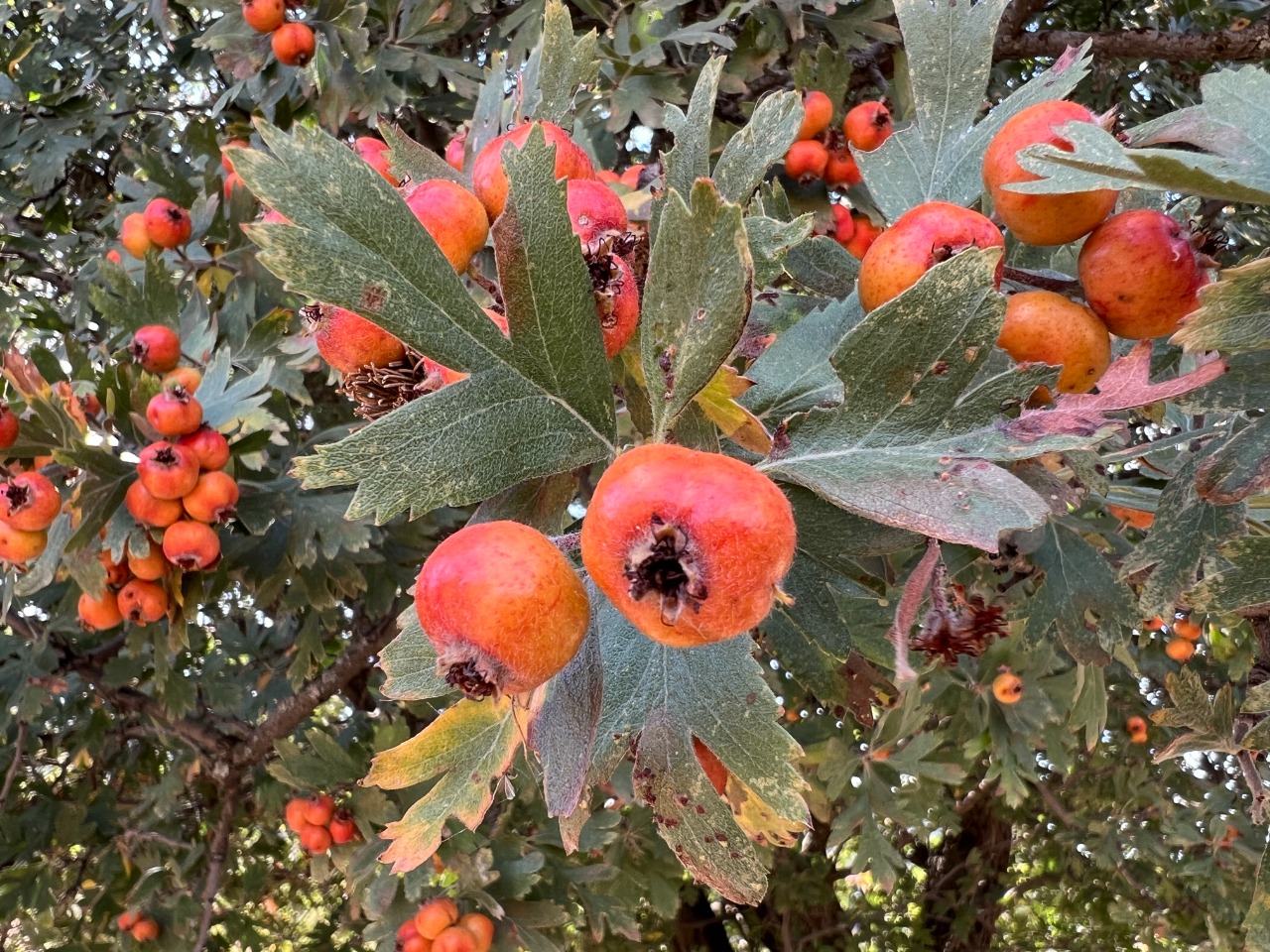 Crataegus orientalis