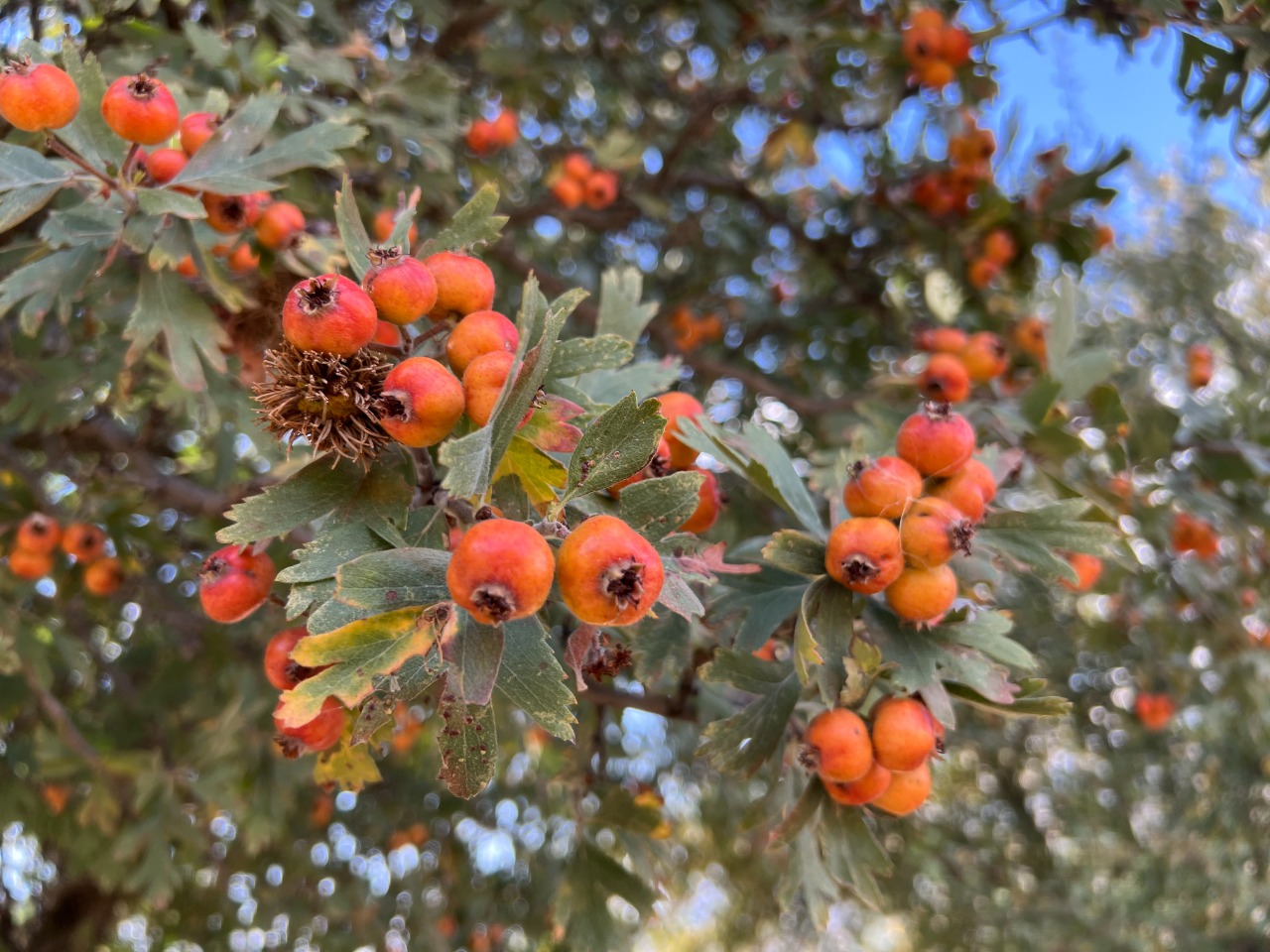 Crataegus orientalis