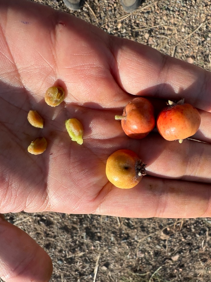 Crataegus orientalis