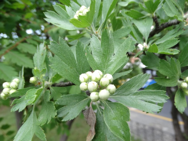 Crataegus orientalis