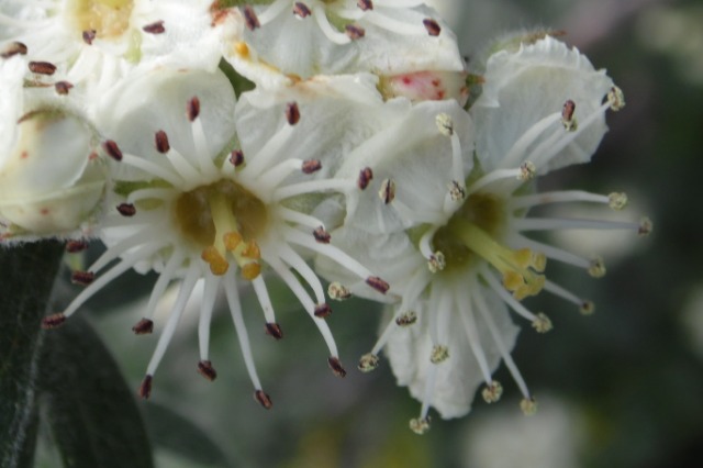 Crataegus orientalis