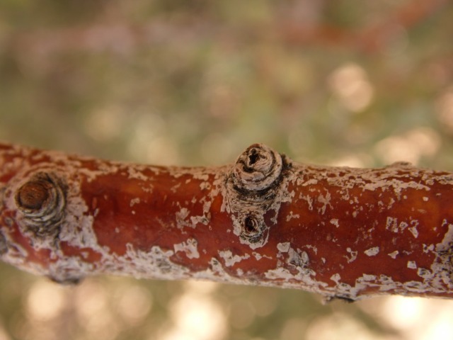 Crataegus orientalis