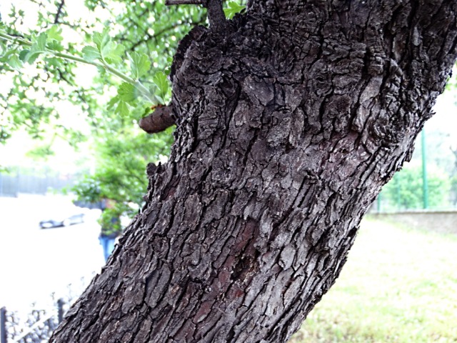 Crataegus orientalis