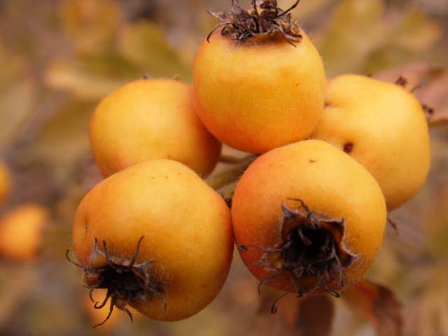 Crataegus orientalis