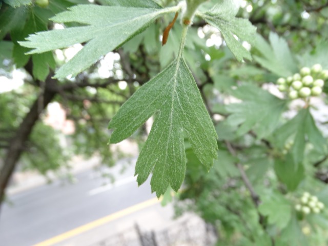 Crataegus orientalis