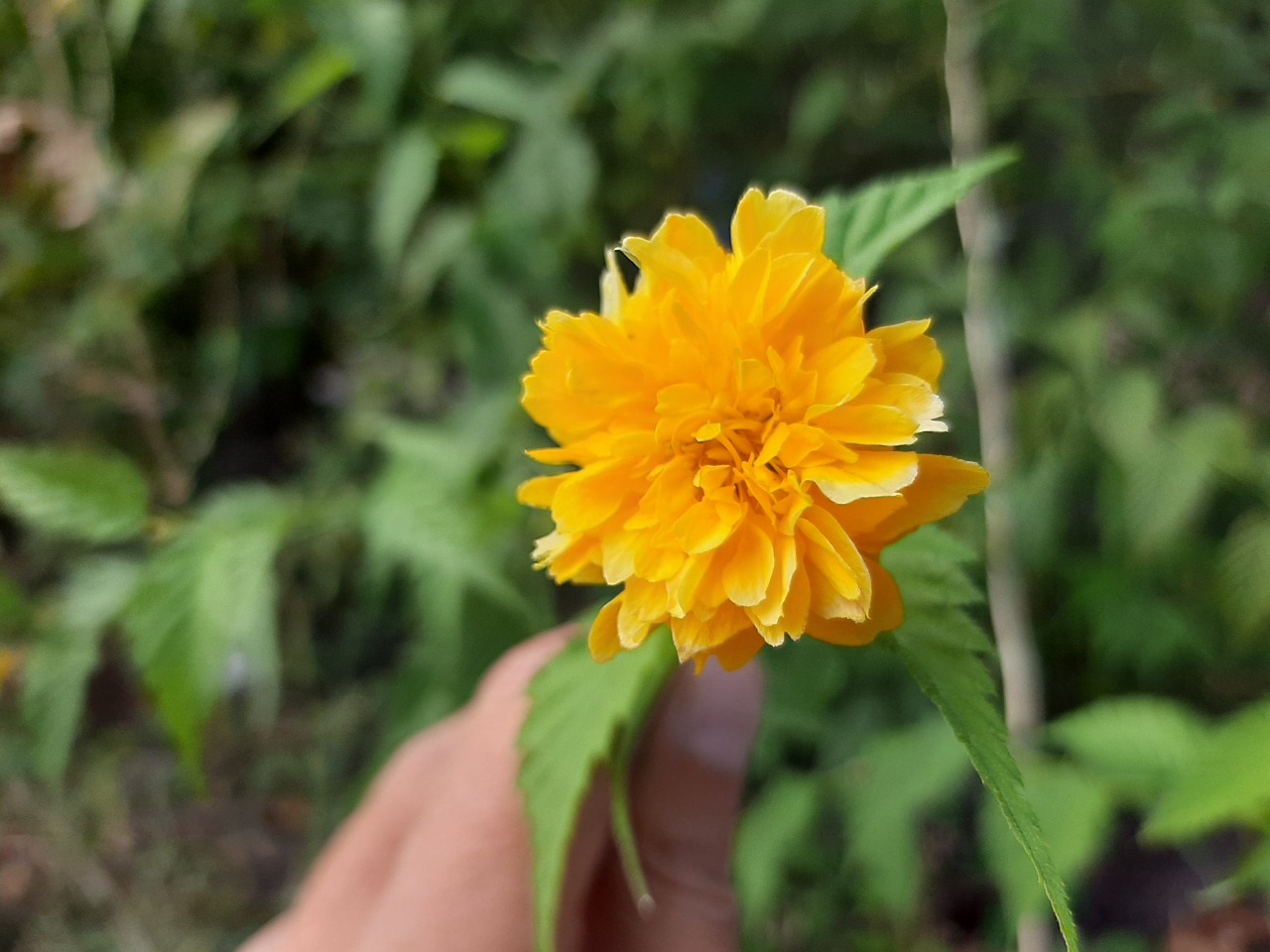 Kerria japonica