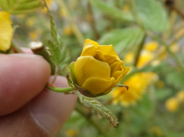 Kerria japonica