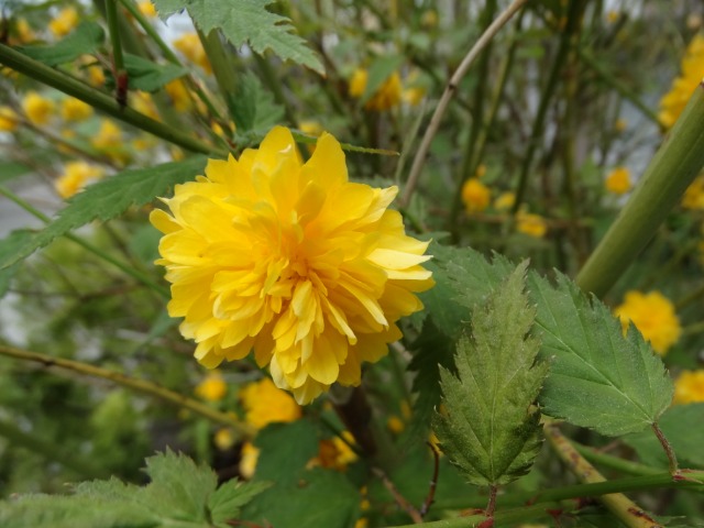 Kerria japonica