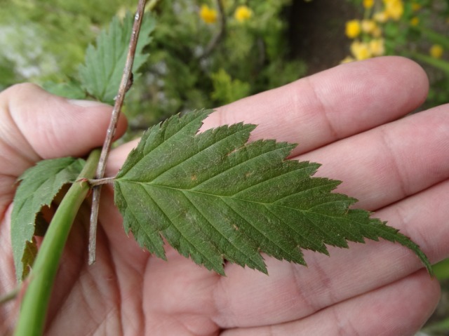 Kerria japonica