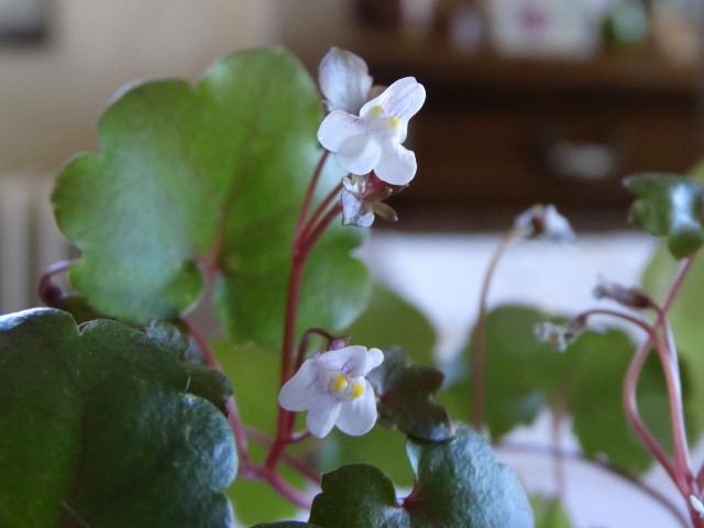 Cymbalaria muralis