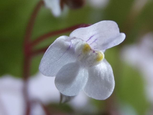 Cymbalaria muralis