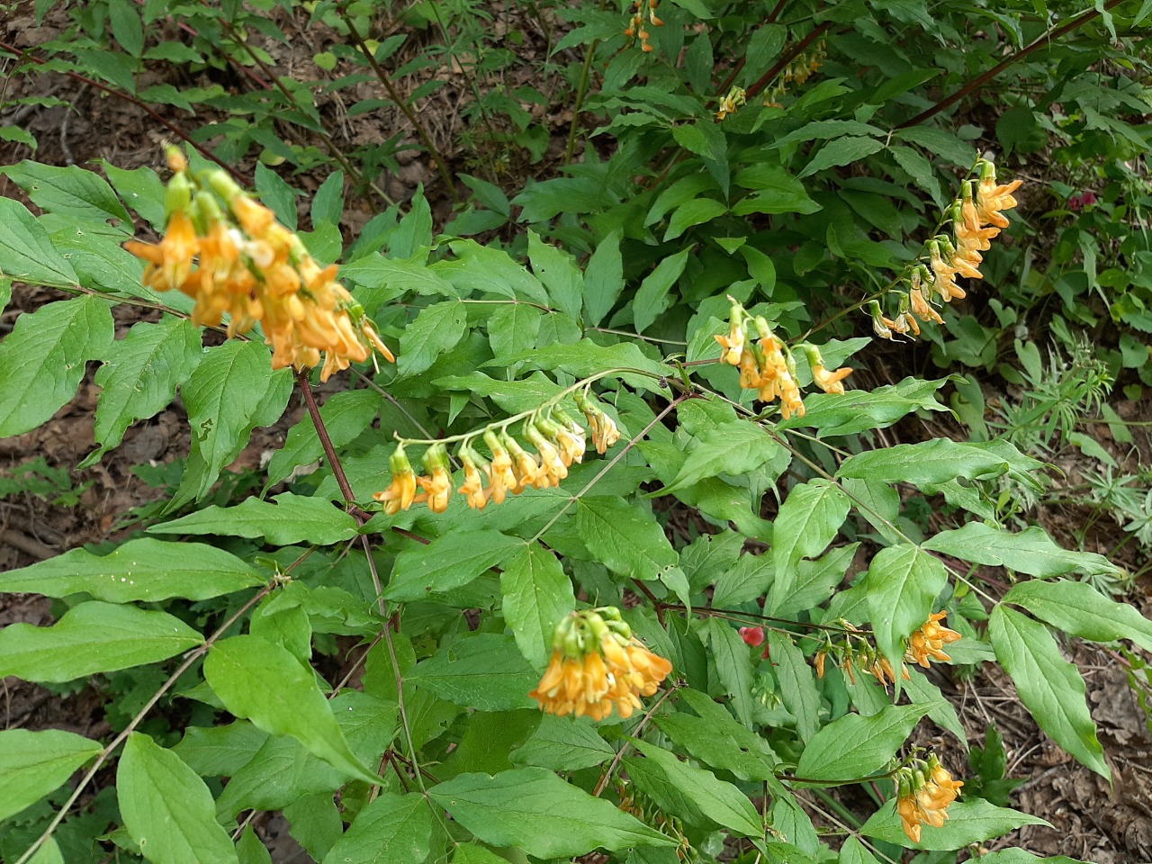 Lathyrus aureus