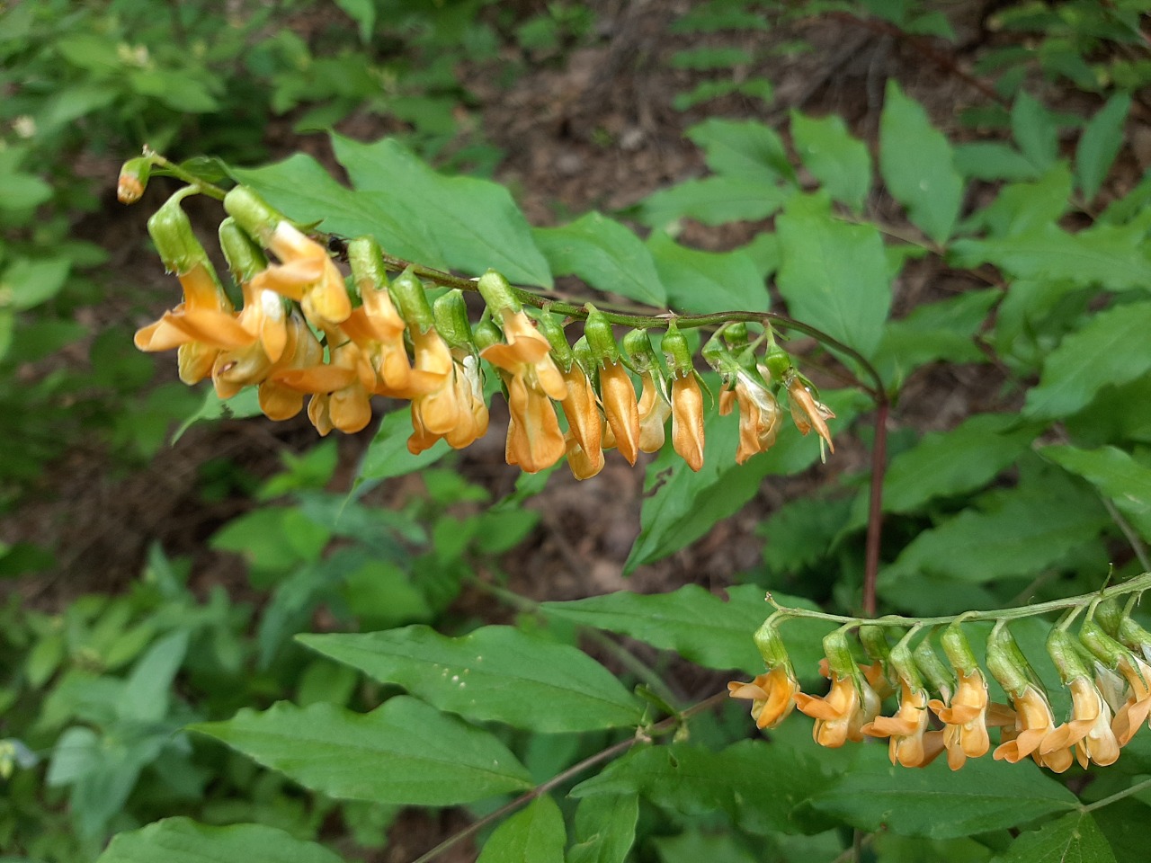 Lathyrus aureus