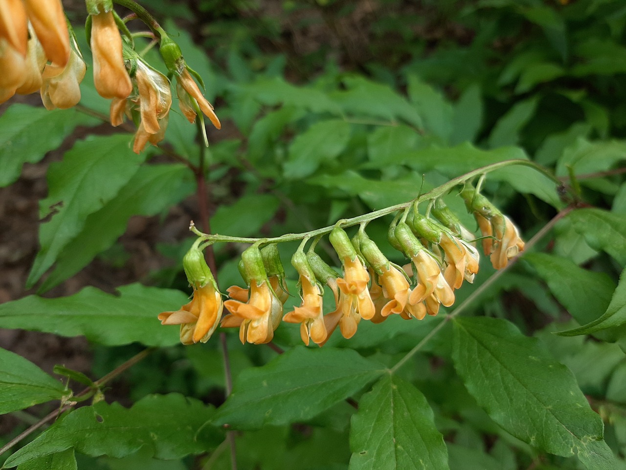 Lathyrus aureus