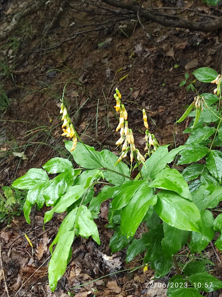 Lathyrus aureus