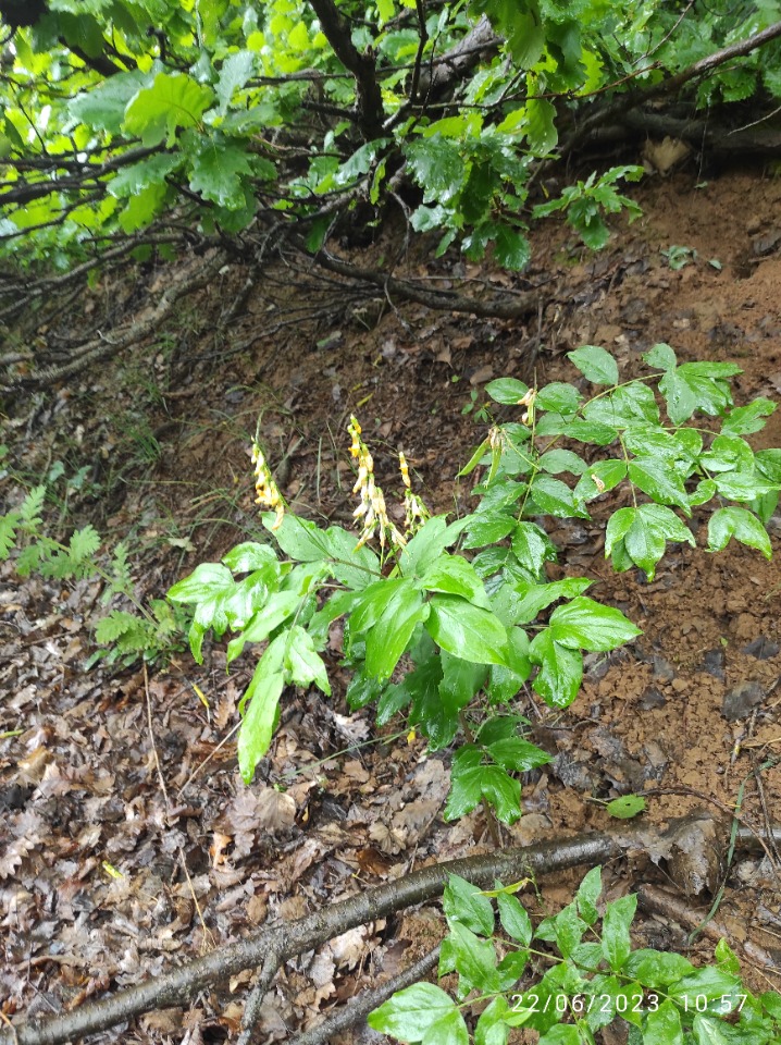 Lathyrus aureus