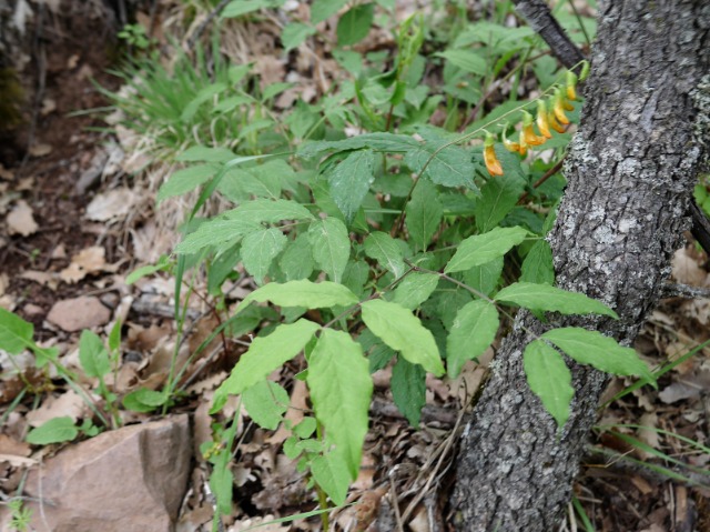 Lathyrus aureus