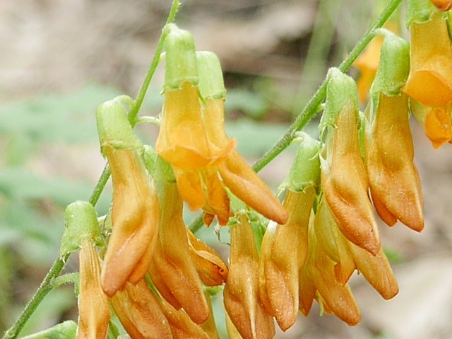 Lathyrus aureus