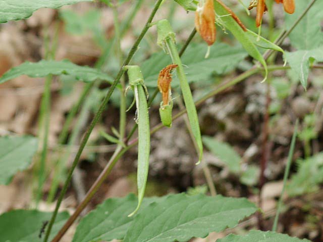 Lathyrus aureus