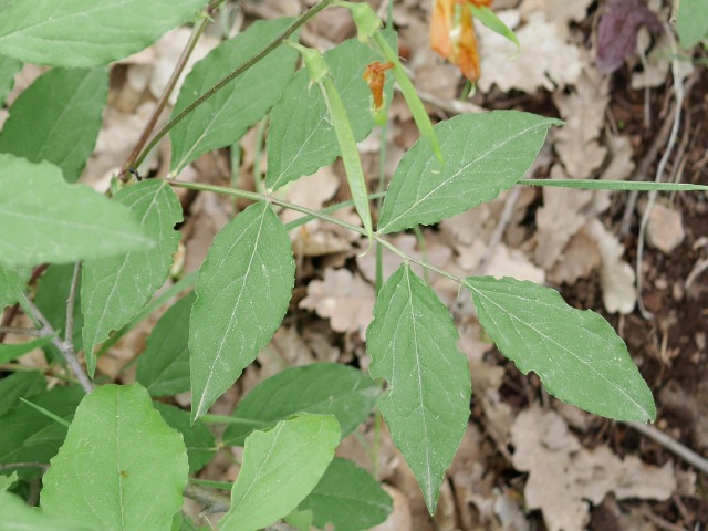 Lathyrus aureus
