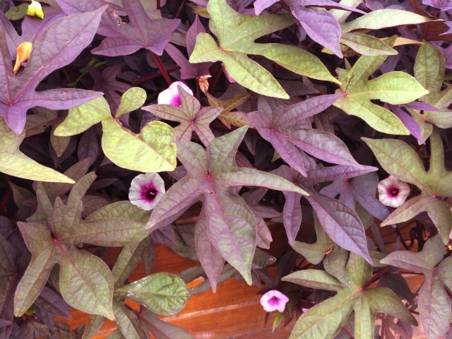 Ipomoea batatas