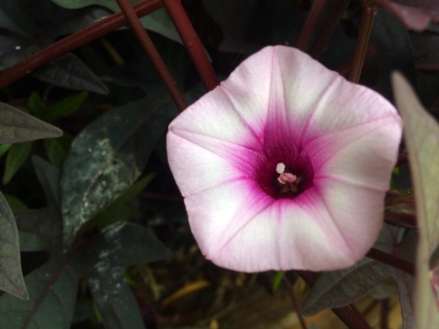 Ipomoea batatas