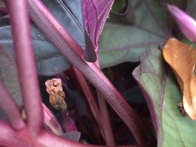 Ipomoea batatas