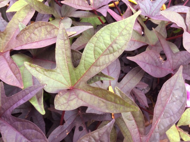 Ipomoea batatas