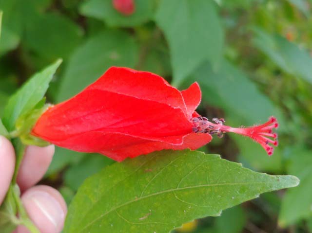 Malvaviscus arboreus