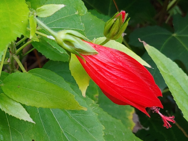 Malvaviscus arboreus