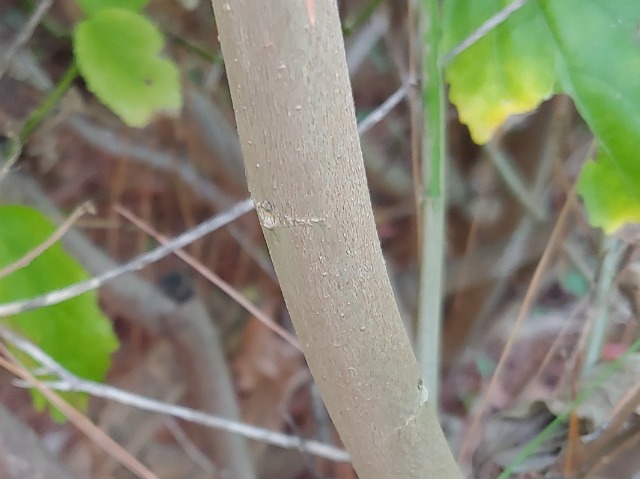 Malvaviscus arboreus