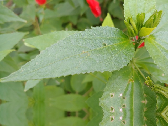 Malvaviscus arboreus